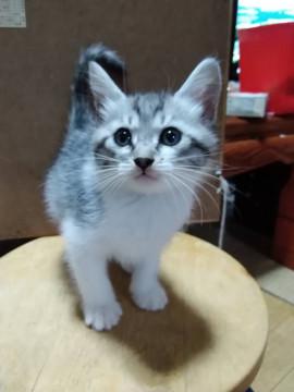 可愛い仔猫ちゃん
