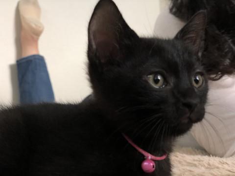 9/15日生まれ可愛い黒猫女の子