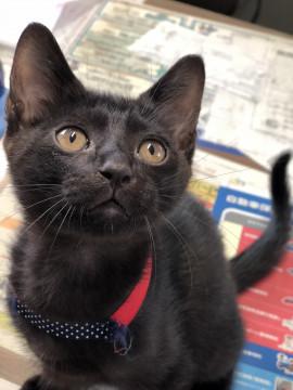 9/15日生まれ元気な黒猫男の子