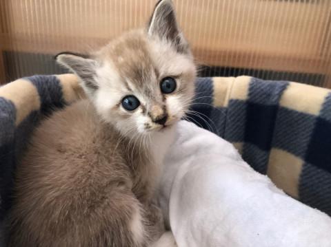 ブルーアイの男の子