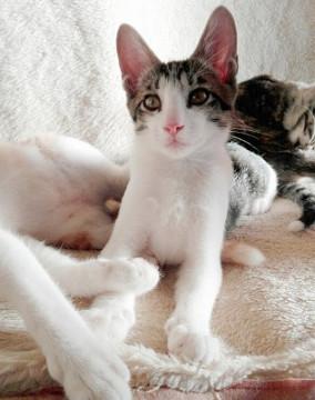 美猫ちゃん　お耳が大きくピンクの鼻