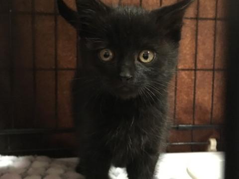まん丸顔の黒猫子猫