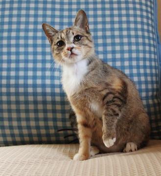 お膝の上が大好き♡