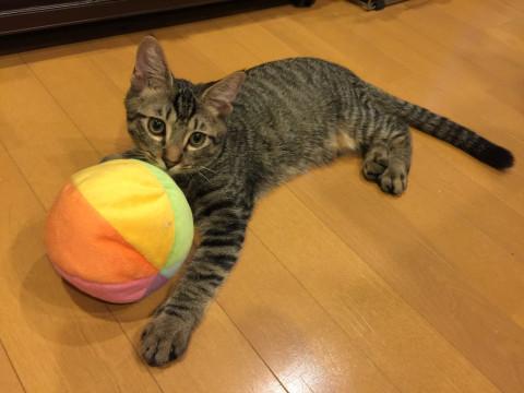 人馴れ◎ 人馴れ抜群
