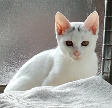 おとなしくてやさしい白猫　子猫