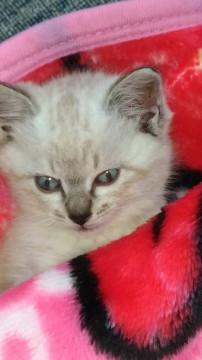 可愛いシャム柄猫ちゃん男の子
