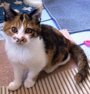 緊急！！とても元気な三毛色の子猫ちゃん
