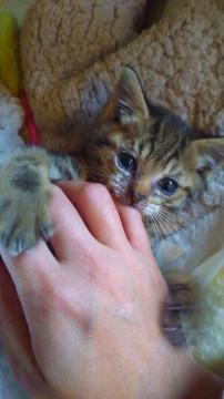 人懐っこい子猫です！里親を募集したします