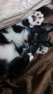 保護猫４兄妹