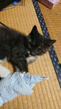 保護猫４兄妹