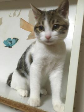 美少年タイプ、馴れ馴れ男の子