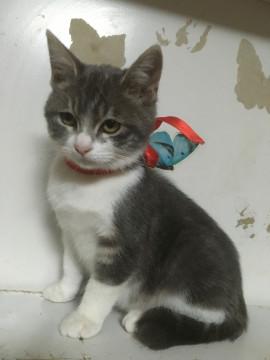 白グレー色クールビューティ女の子