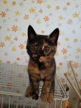 かわいいサビ猫さん