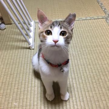 美人姉妹 縞三毛ツナちゃん♪♪