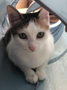 美人キジ三毛ママ