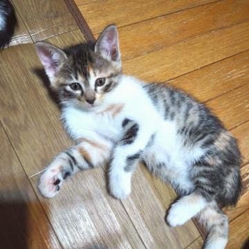 からふるしすたーず①