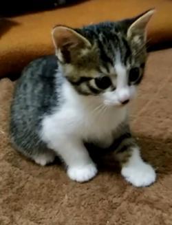 10月１日生まれの３匹の子猫ちゃん　③