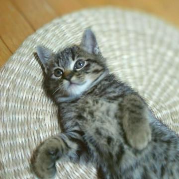 からふるしすたーず②