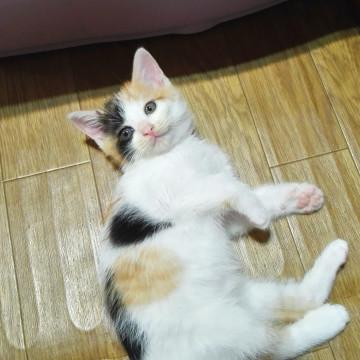 からふるしすたーず③