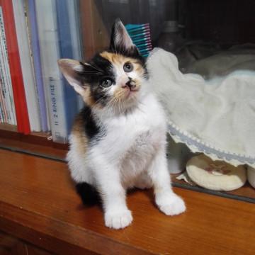 からふるしすたーず④