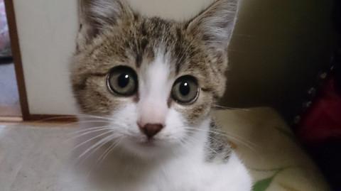甘えん坊の美人さんの子猫です！