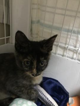 可愛いサビ猫ちゃん