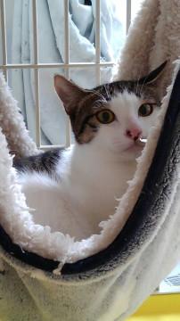 きじしろ美人さん