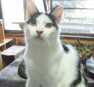 やんちゃで甘えん坊★ダルメシアン柄の子猫