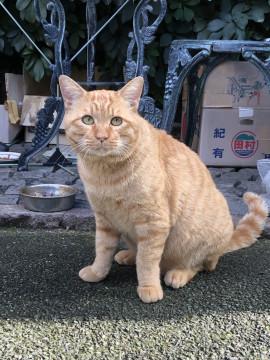 大阪府 ジャンボサイズの赤茶トラ猫ちゃんです 猫の里親募集 ネコジルシ
