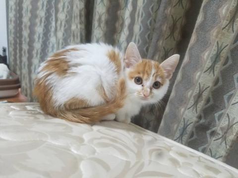 ちょうとシャイなお嬢さん