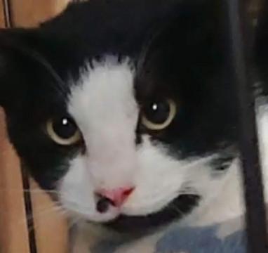元飼い猫？