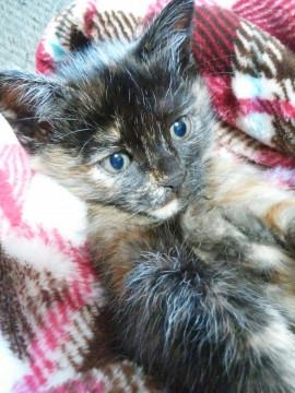 甘えん坊で、人懐こいです