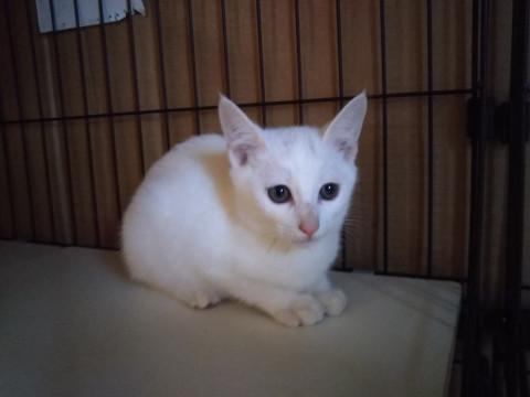 小柄な白猫の男の子