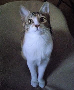 小顔でまっすぐしっぽの甘えんぼ三毛