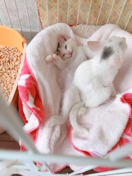 フワフワモコモコ癒し系の男の子♡