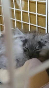 元気な２ヶ月の男の子