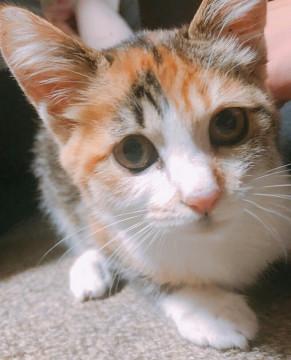 お目目の悪い天使 かわいい三毛猫