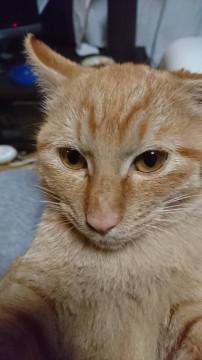 茶とらくん！カワイイです。