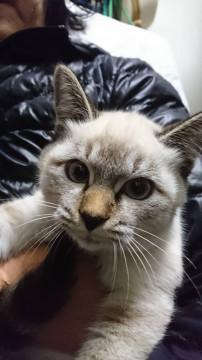 青い目の美猫！シャム猫風です。