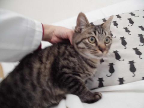 丸顔たぬき尻尾のゴロスリ