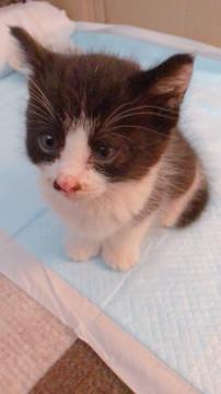 可愛い1か月の女の子