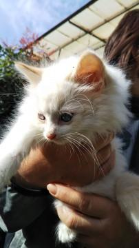 里親様ご検討中一時停止します