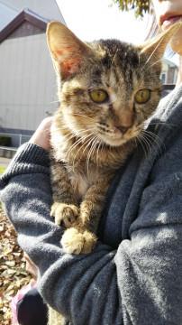 キジトラ  3ヶ月の女の子