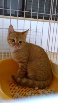 兄妹思いの茶トラ