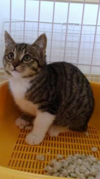 おしゃまなきじしろ