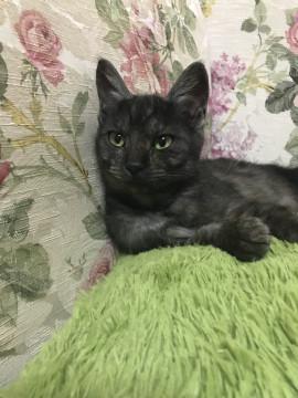 ブラックスモークタビー柄シオン君