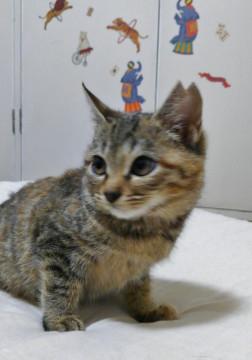 ちょっぴり手足が短い女の子