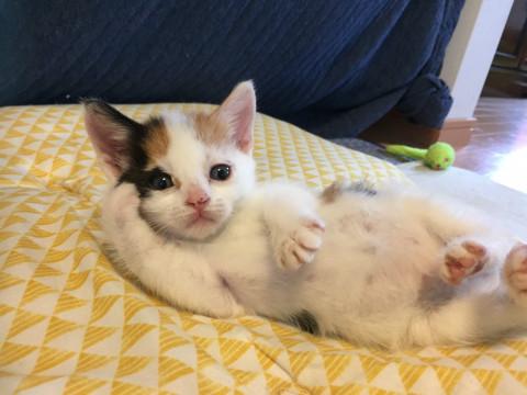 ふんばり親子猫　三毛猫 ふんばり親子猫 三毛猫 ふんばり親子猫 三毛猫 Yahoo