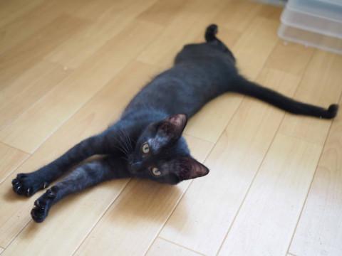 猫]神奈川県の里親募集 おてんば黒猫ツキノワグマ柄女子