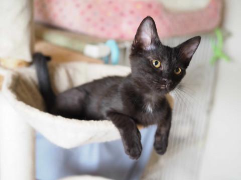 黒猫のわ〜る様 楽天市場】猫の置物 くろ猫 黒猫 N13445 キャット